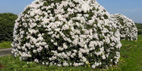 Rhododendron cunninghams white: zimska otpornost, sadnja i njega, fotografija